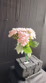 Beijing Hydra bush bunch pink 2