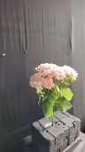 Beijing Hydra bush bunch pink 3