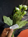 Baby peony bunch white 3