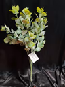 Bali dollar leaf bunch 2