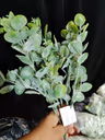 Bali dollar leaf bunch 1